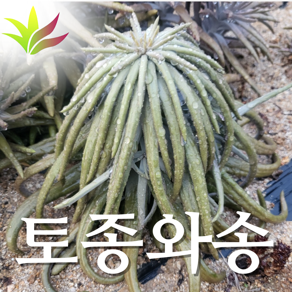 토종와송 생와송 5kg